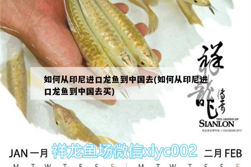 如何從印尼進口龍魚到中國去(如何從印尼進口龍魚到中國去買)