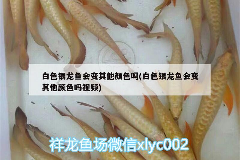 白色銀龍魚會(huì)變其他顏色嗎(白色銀龍魚會(huì)變其他顏色嗎視頻) 銀龍魚