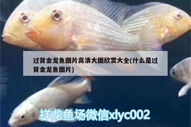 東營(yíng)觀賞魚貼吧論壇招聘網(wǎng)（東營(yíng)東城觀賞魚哪買） 白子銀版魚 第1張