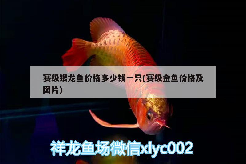 賽級(jí)銀龍魚價(jià)格多少錢一只(賽級(jí)金魚價(jià)格及圖片)