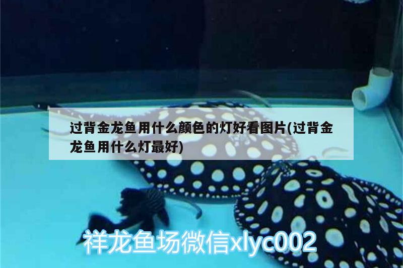 濟(jì)南萊蕪區(qū)億燕水族店：為您提供優(yōu)質(zhì)水族產(chǎn)品和專(zhuān)業(yè)服務(wù)（億燕水族店優(yōu)質(zhì)水族產(chǎn)品專(zhuān)業(yè)服務(wù)）