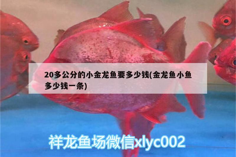 觀賞魚金魚虎頭(虎頭金魚的種類)