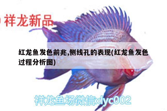 紅龍魚發(fā)色前兆,側(cè)線孔的表現(xiàn)(紅龍魚發(fā)色過程分析圖) 龍魚芯片掃碼器