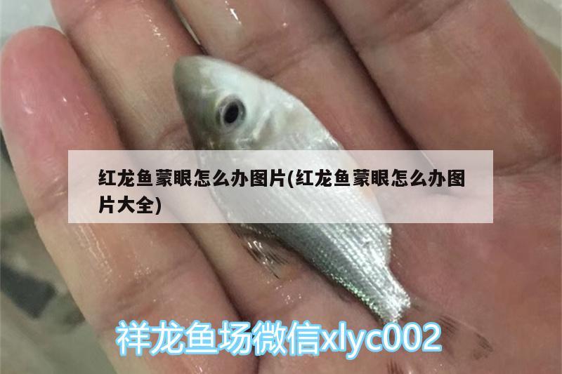 紅龍魚蒙眼怎么辦圖片(紅龍魚蒙眼怎么辦圖片大全) 超血紅龍魚