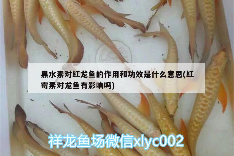 魚缸處理方法有哪些種類的 魚缸處理方法有哪些種類的魚 龍魚百科