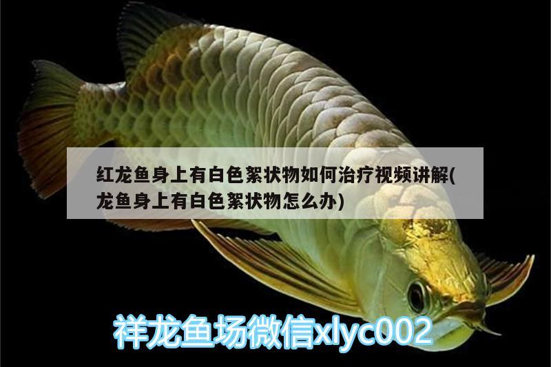 世界晚安 元寶鳳凰魚 第3張