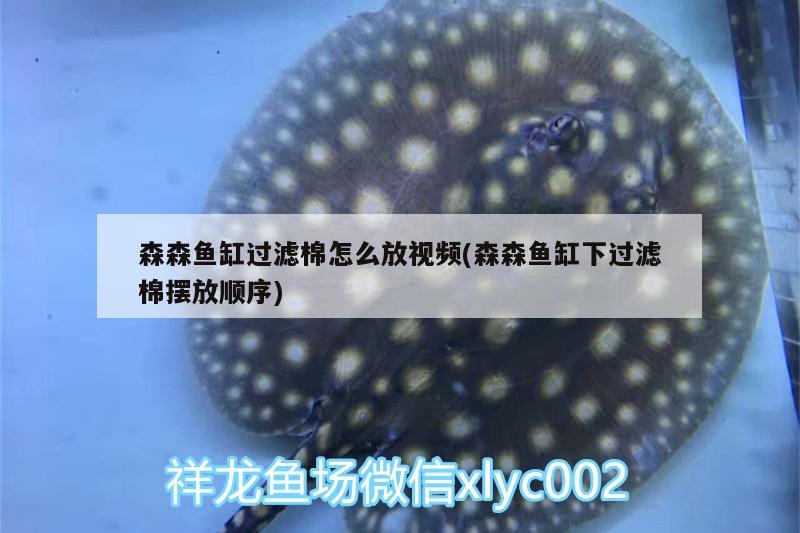 森森魚缸過濾棉怎么放視頻(森森魚缸下過濾棉擺放順序)