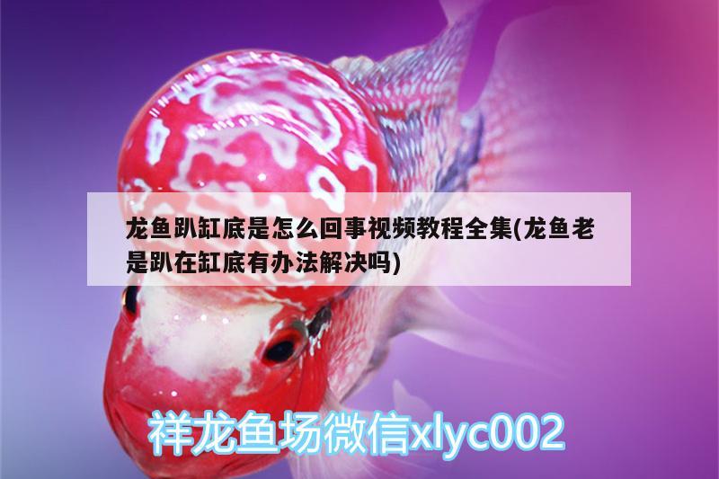 龍魚趴缸底是怎么回事視頻教程全集(龍魚老是趴在缸底有辦法解決嗎)