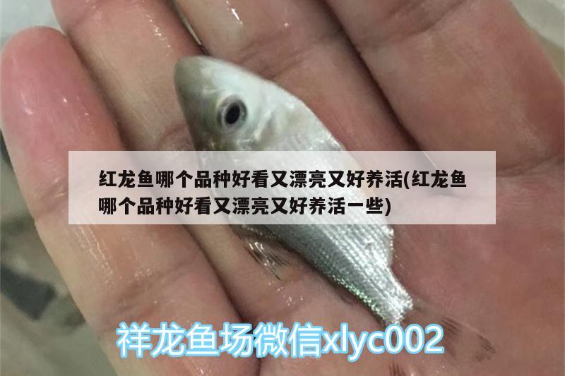 紅龍魚哪個品種好看又漂亮又好養(yǎng)活(紅龍魚哪個品種好看又漂亮又好養(yǎng)活一些) 粗線銀版魚苗