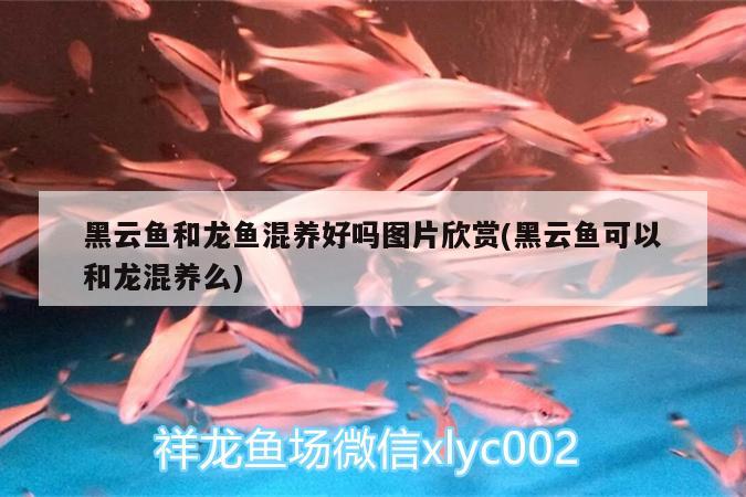 昆明市官渡區(qū)魚隆達(dá)水族經(jīng)營部（昆明市官渡區(qū)魚隆達(dá)水族經(jīng)營部地址）