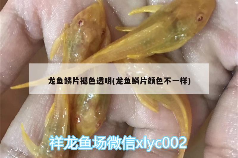 龍魚鱗片褪色透明(龍魚鱗片顏色不一樣) 夢幻雷龍魚