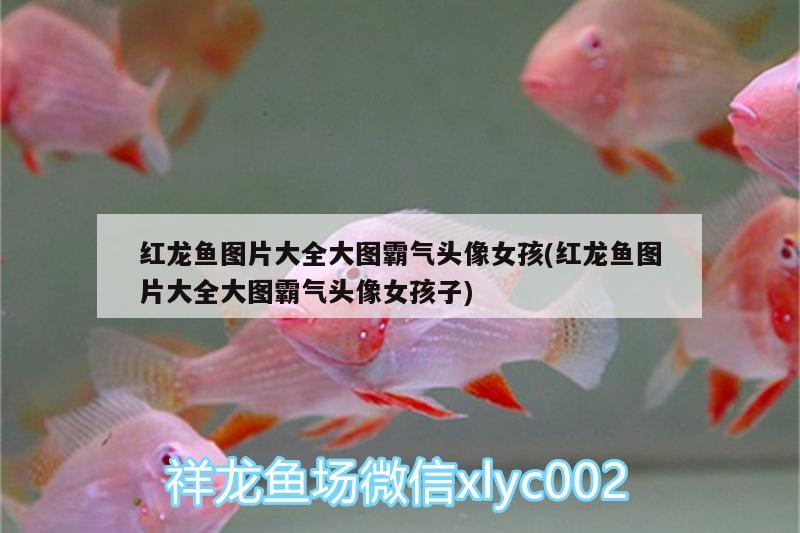 紅龍魚圖片大全大圖霸氣頭像女孩(紅龍魚圖片大全大圖霸氣頭像女孩子) 雙線側(cè)魚