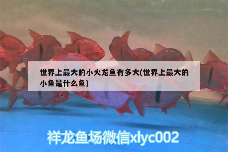 世界上最大的小火龍魚有多大(世界上最大的小魚是什么魚) 祥龍魚場