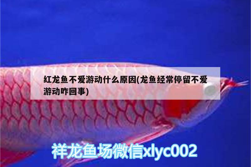 紅龍魚(yú)不愛(ài)游動(dòng)什么原因(龍魚(yú)經(jīng)常停留不愛(ài)游動(dòng)咋回事) 月光鴨嘴魚(yú)