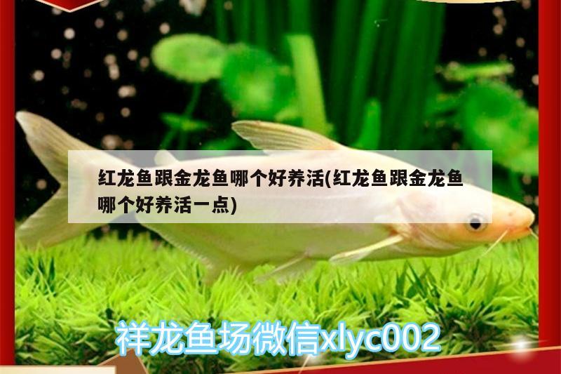 紅龍魚跟金龍魚哪個好養(yǎng)活(紅龍魚跟金龍魚哪個好養(yǎng)活一點) 伊巴卡魚