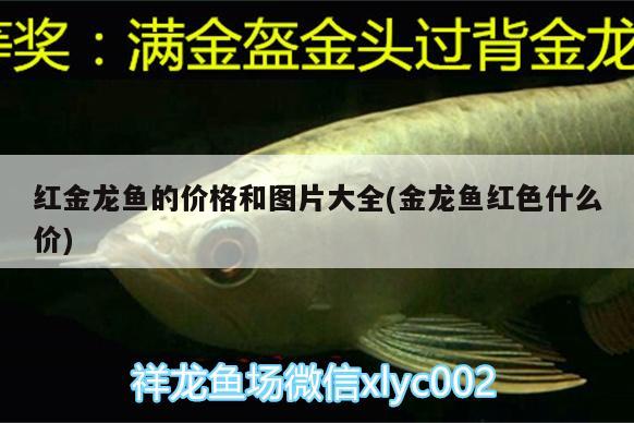 魚缸濾材火山石（魚缸濾材火山石可以用多久） 魟魚百科 第2張