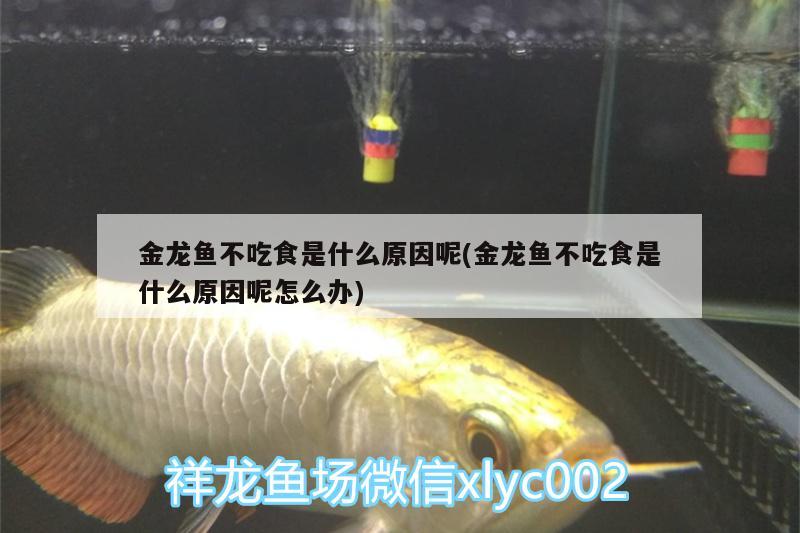 金龍魚不吃食是什么原因呢(金龍魚不吃食是什么原因呢怎么辦)