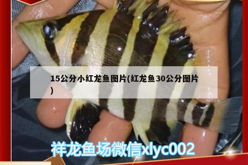 15公分小紅龍魚圖片(紅龍魚30公分圖片)