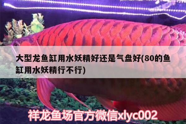 大型龍魚(yú)缸用水妖精好還是氣盤(pán)好(80的魚(yú)缸用水妖精行不行)