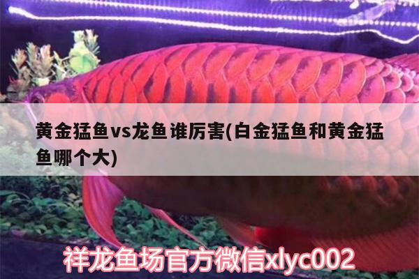 黃金猛魚vs龍魚誰厲害(白金猛魚和黃金猛魚哪個大) 黃金貓魚百科