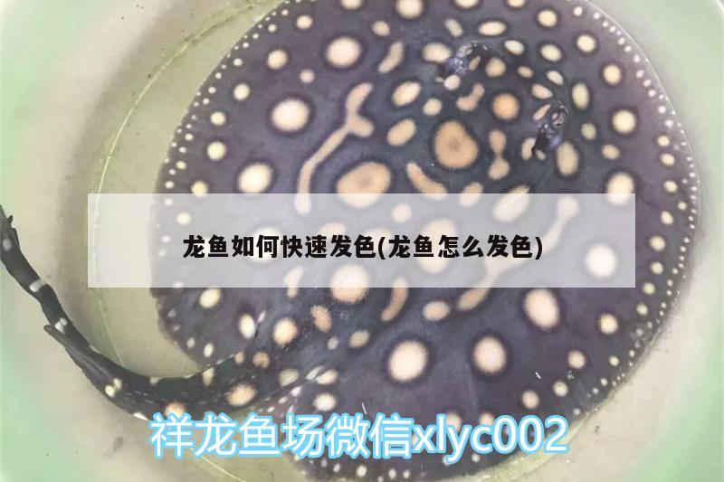 魚(yú)缸放維生素c片有用嗎(魚(yú)缸放維生素C有什么效果) 蝴蝶鯉魚(yú)苗 第1張