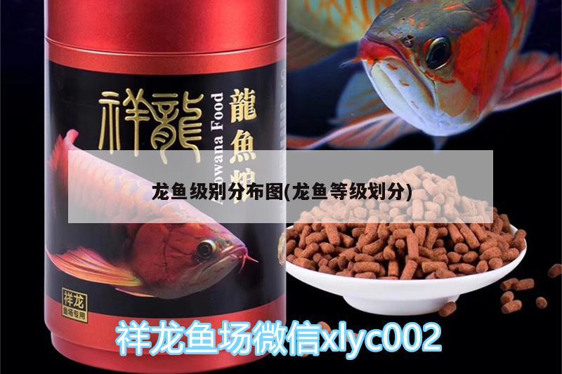 龍魚級別分布圖(龍魚等級劃分) 細線銀板魚苗