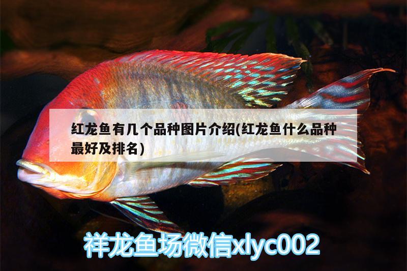 紅龍魚有幾個(gè)品種圖片介紹(紅龍魚什么品種最好及排名)