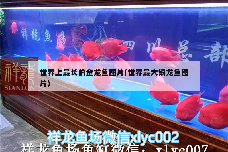 安慶魚缸制作廠家電話多少?。喊矐c市魚缸專賣 廣州水族批發(fā)市場 第2張