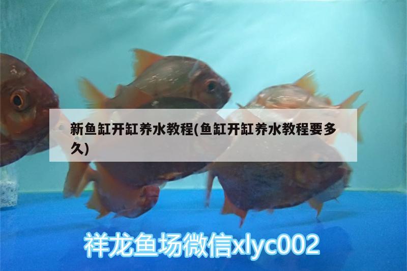 新魚缸開缸養(yǎng)水教程(魚缸開缸養(yǎng)水教程要多久) 超血紅龍魚