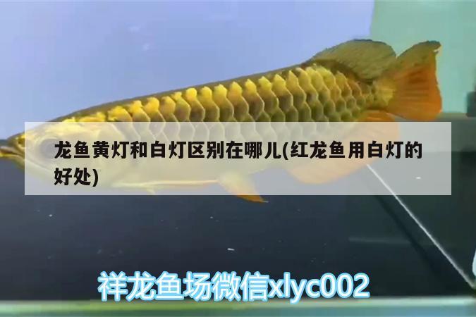 黑水縣（黑水縣簡介） 噴點菠蘿魚 第2張