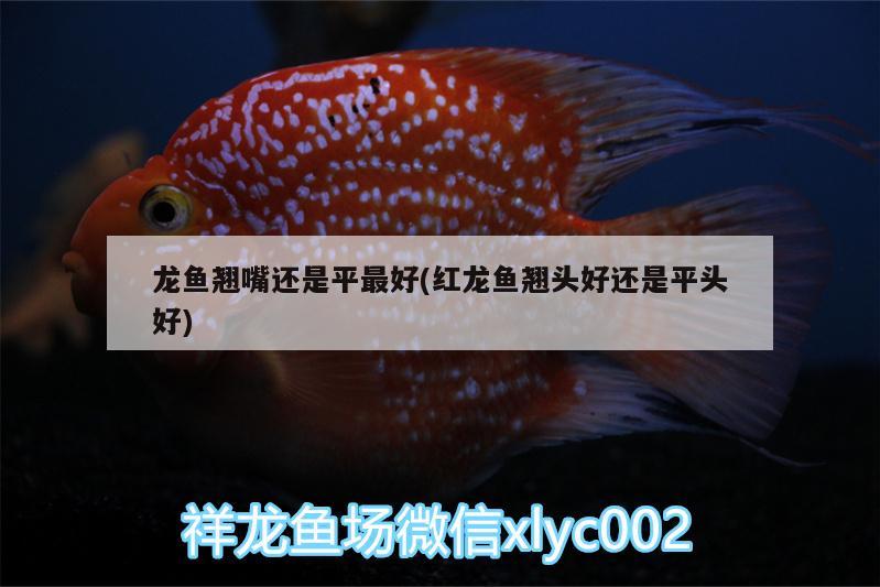 龍魚(yú)翹嘴還是平最好(紅龍魚(yú)翹頭好還是平頭好) 丹頂錦鯉魚(yú)