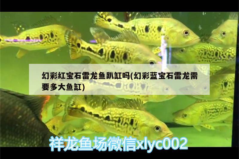 幻彩紅寶石雷龍魚趴缸嗎(幻彩藍寶石雷龍需要多大魚缸)