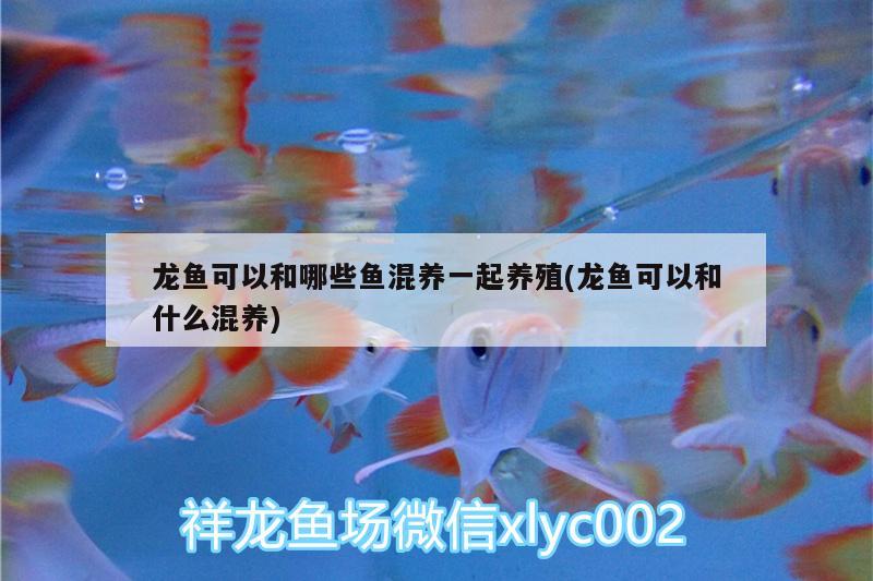 龍魚可以和哪些魚混養(yǎng)一起養(yǎng)殖(龍魚可以和什么混養(yǎng))