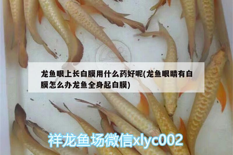 龍魚眼上長白膜用什么藥好呢(龍魚眼睛有白膜怎么辦龍魚全身起白膜)