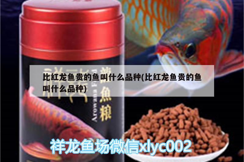 比紅龍魚貴的魚叫什么品種(比紅龍魚貴的魚叫什么品種)