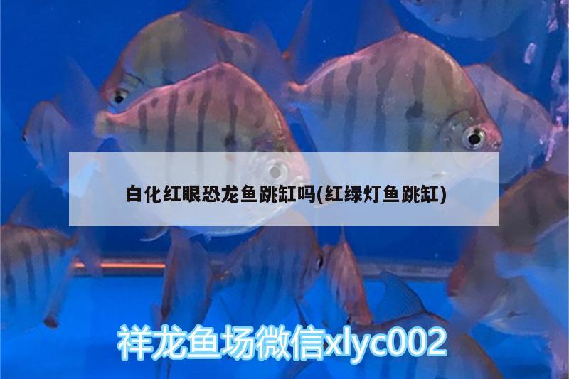 白化紅眼恐龍魚跳缸嗎(紅綠燈魚跳缸) 錦鯉池魚池建設(shè)