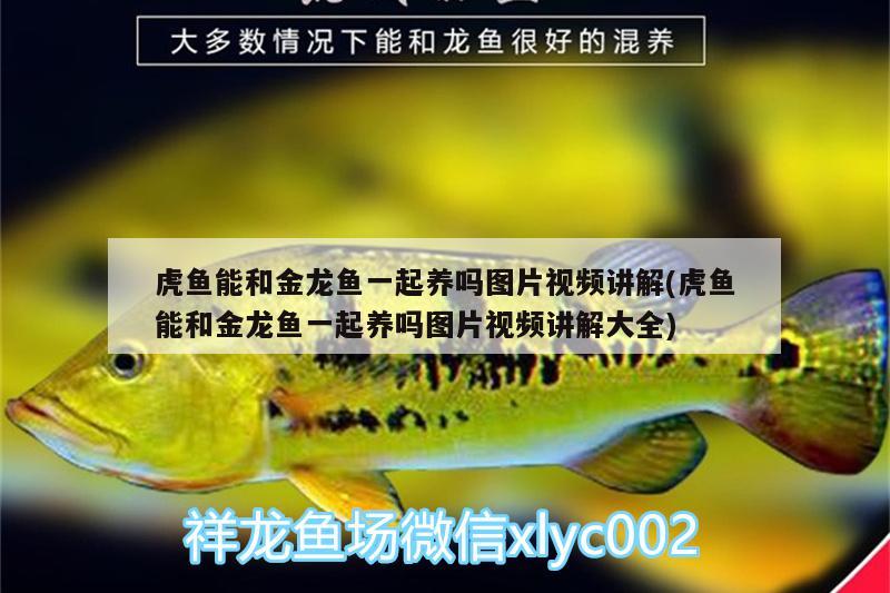 虎魚能和金龍魚一起養(yǎng)嗎圖片視頻講解(虎魚能和金龍魚一起養(yǎng)嗎圖片視頻講解大全)