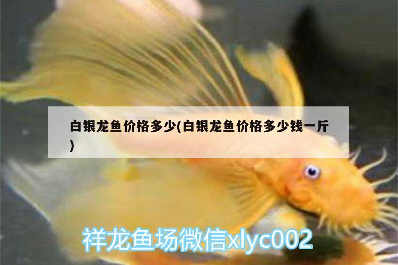 白銀龍魚價格多少(白銀龍魚價格多少錢一斤) 銀龍魚