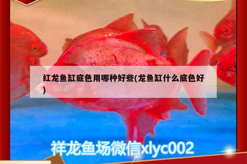 紅龍魚缸底色用哪種好些(龍魚缸什么底色好)