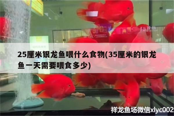 25厘米銀龍魚喂什么食物(35厘米的銀龍魚一天需要喂食多少) 銀龍魚百科 第2張