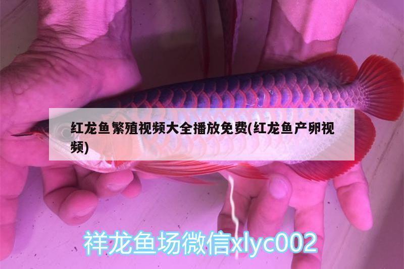 米白色的魚是什么魚，白色神仙魚有幾種