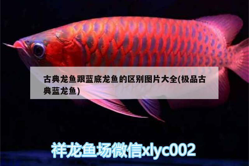 古典龍魚跟藍底龍魚的區(qū)別圖片大全(極品古典藍龍魚) 白子銀版魚苗