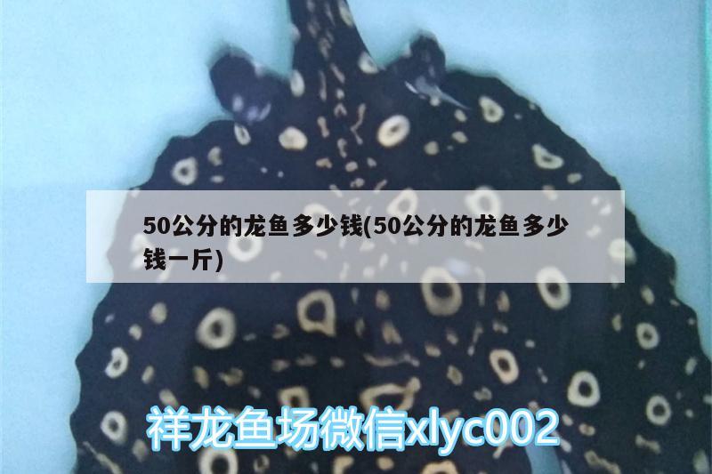 50公分的龍魚多少錢(50公分的龍魚多少錢一斤)