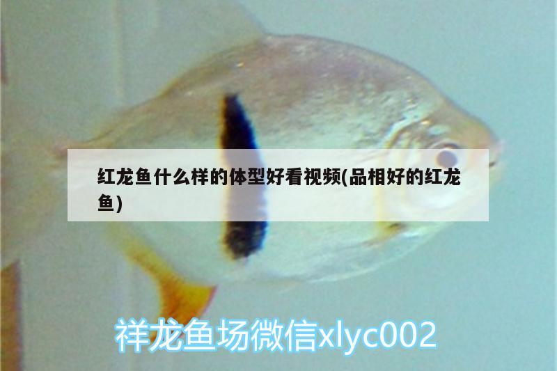 紅龍魚什么樣的體型好看視頻(品相好的紅龍魚) 大白鯊魚