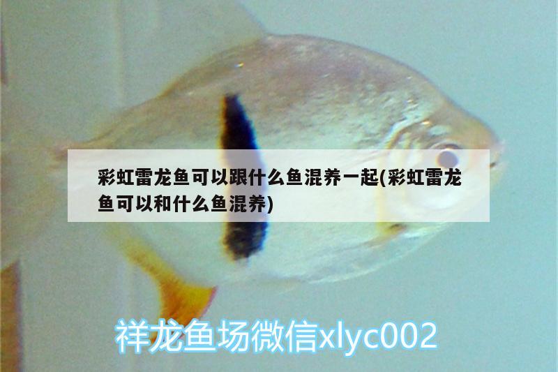 彩虹雷龍魚可以跟什么魚混養(yǎng)一起(彩虹雷龍魚可以和什么魚混養(yǎng)) 麥肯斯銀版魚