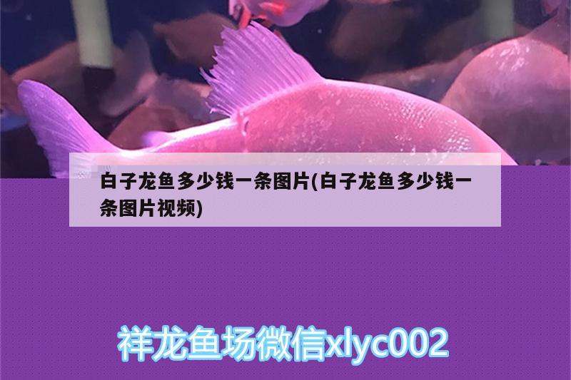 白子龍魚多少錢一條圖片(白子龍魚多少錢一條圖片視頻)