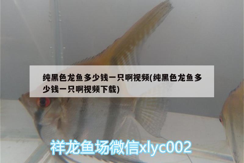 純黑色龍魚多少錢一只啊視頻(純黑色龍魚多少錢一只啊視頻下載) 蘇虎苗（蘇門答臘虎魚苗）