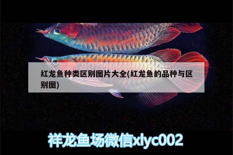 紅龍魚種類區(qū)別圖片大全(紅龍魚的品種與區(qū)別圖)