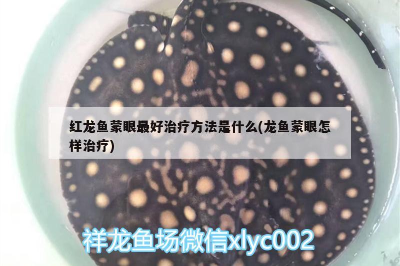 紅龍魚蒙眼最好治療方法是什么(龍魚蒙眼怎樣治療) 水族維護服務（上門）