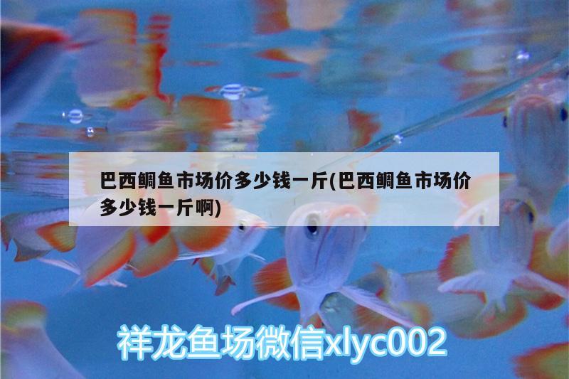 巴西鯛魚市場價多少錢一斤(巴西鯛魚市場價多少錢一斤啊) 短身紅龍魚